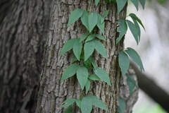 Bignonieae