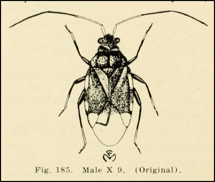 Pycnoderes convexicollis
