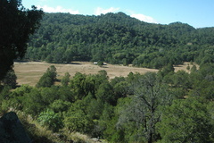 Pinus cembroides lagunae