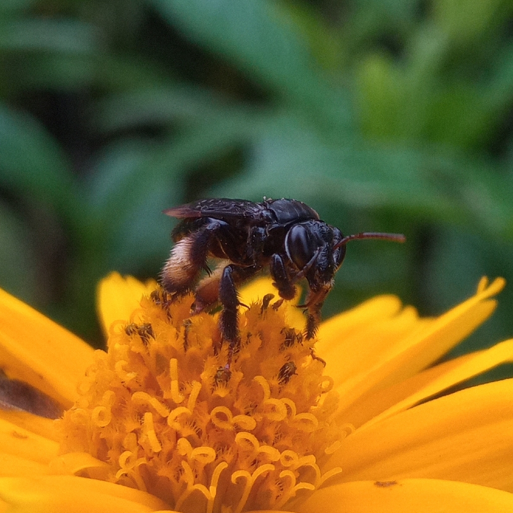 Apine Bees from Bauru, SP, Brasil on February 4, 2026 at 10:23 AM by ...
