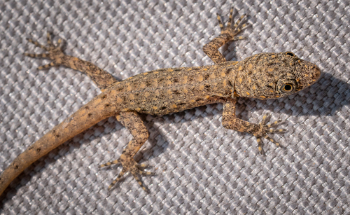 Yellow-headed Gecko, Barichara, Santander, Colombia, photo 4 of 10