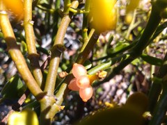 Phoradendron brachystachyum