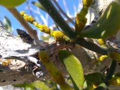 Phoradendron brachystachyum