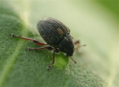 Rhinoncus leucostigma