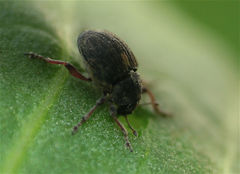 Rhinoncus leucostigma