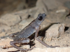 Cave-Dwelling Stream-Toad photo 2