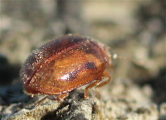 Rhyzobius litura
