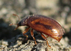 Rhyzobius litura