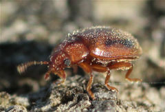 Rhyzobius litura