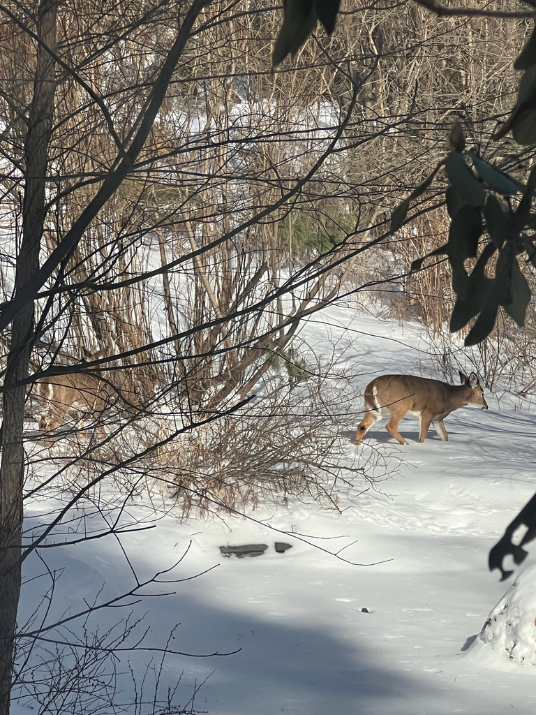 White-tailed Deer