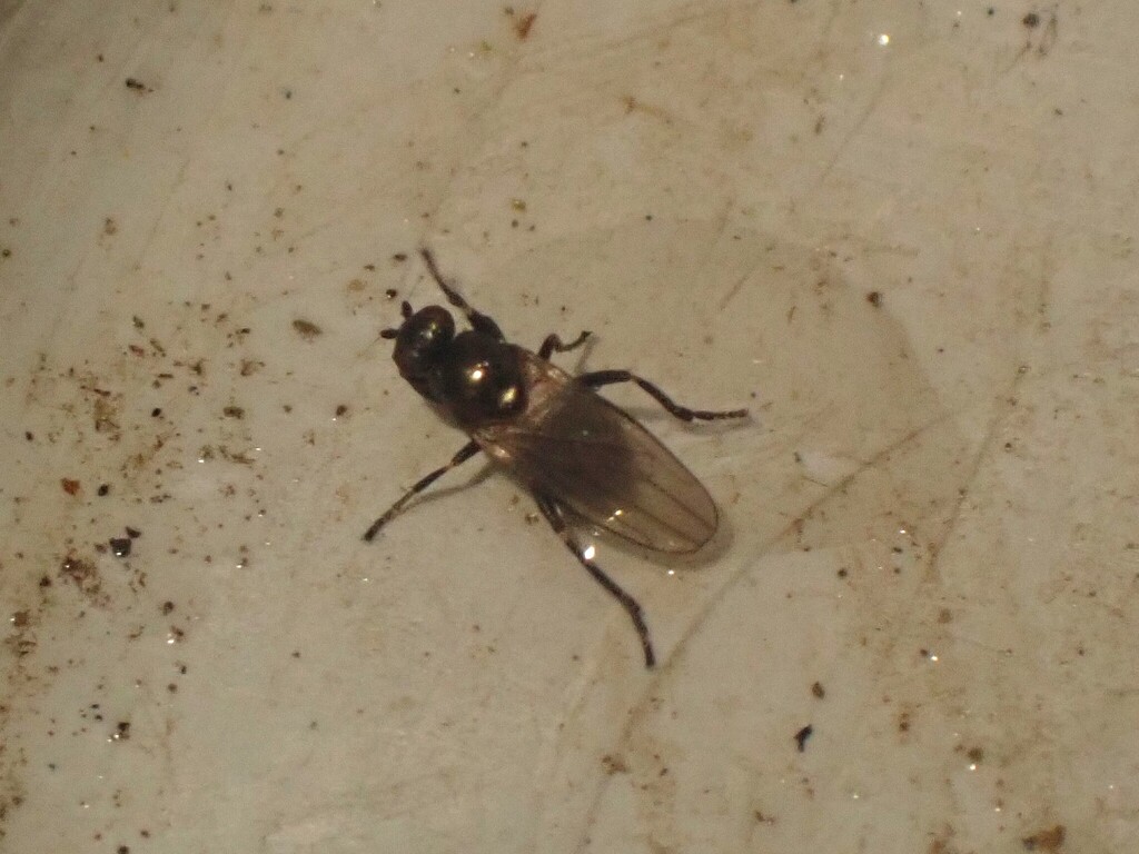 Crumomyia roserii