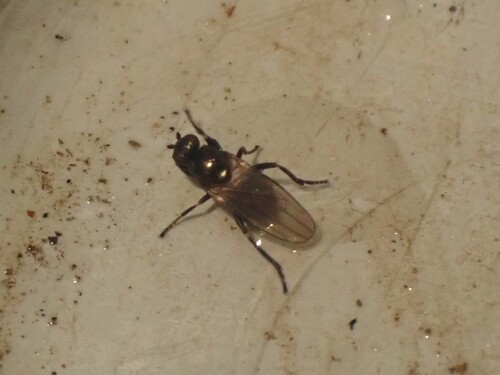Crumomyia roserii