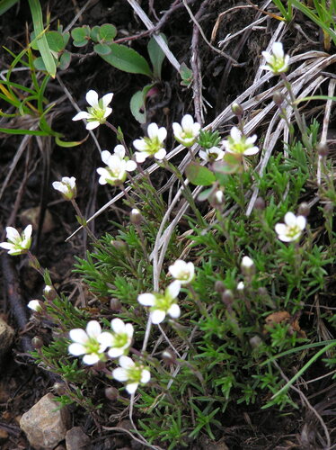 Serpentine stitchwort (Cherleria marcescens)