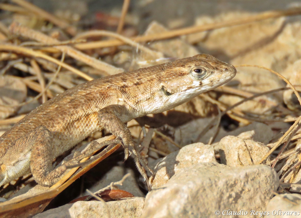Liolaemus velosoi