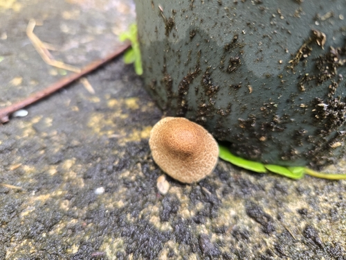 Olive-gilled Dapperling