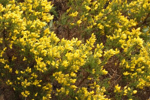 Avistamiento Ulex parviflorus