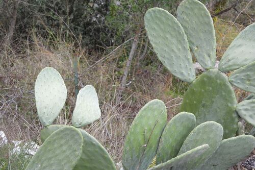 Avistamiento Chumbera (Opuntia ficus-indica)