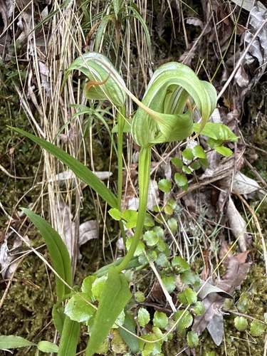Pterostylis australis observed 2026-01-28