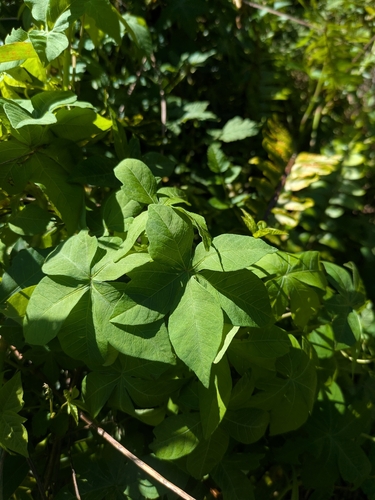 Ipomoea cairica observed 2026-02-03