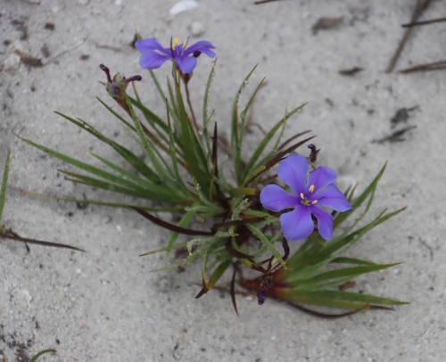 Aristea glauca (Aristea glauca)