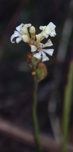 Narrowclaw Reedpipe (Tritoniopsis unguicularis)