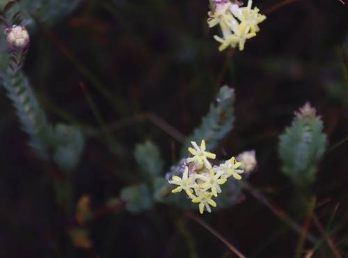 Bark Capesaffron (Gnidia oppositifolia)