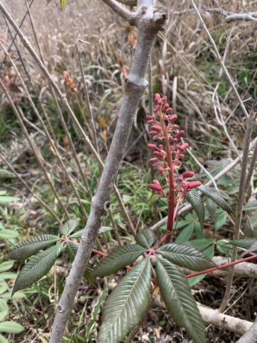 Aesculus pavia image