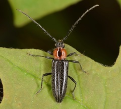 Stenosphenus notatus