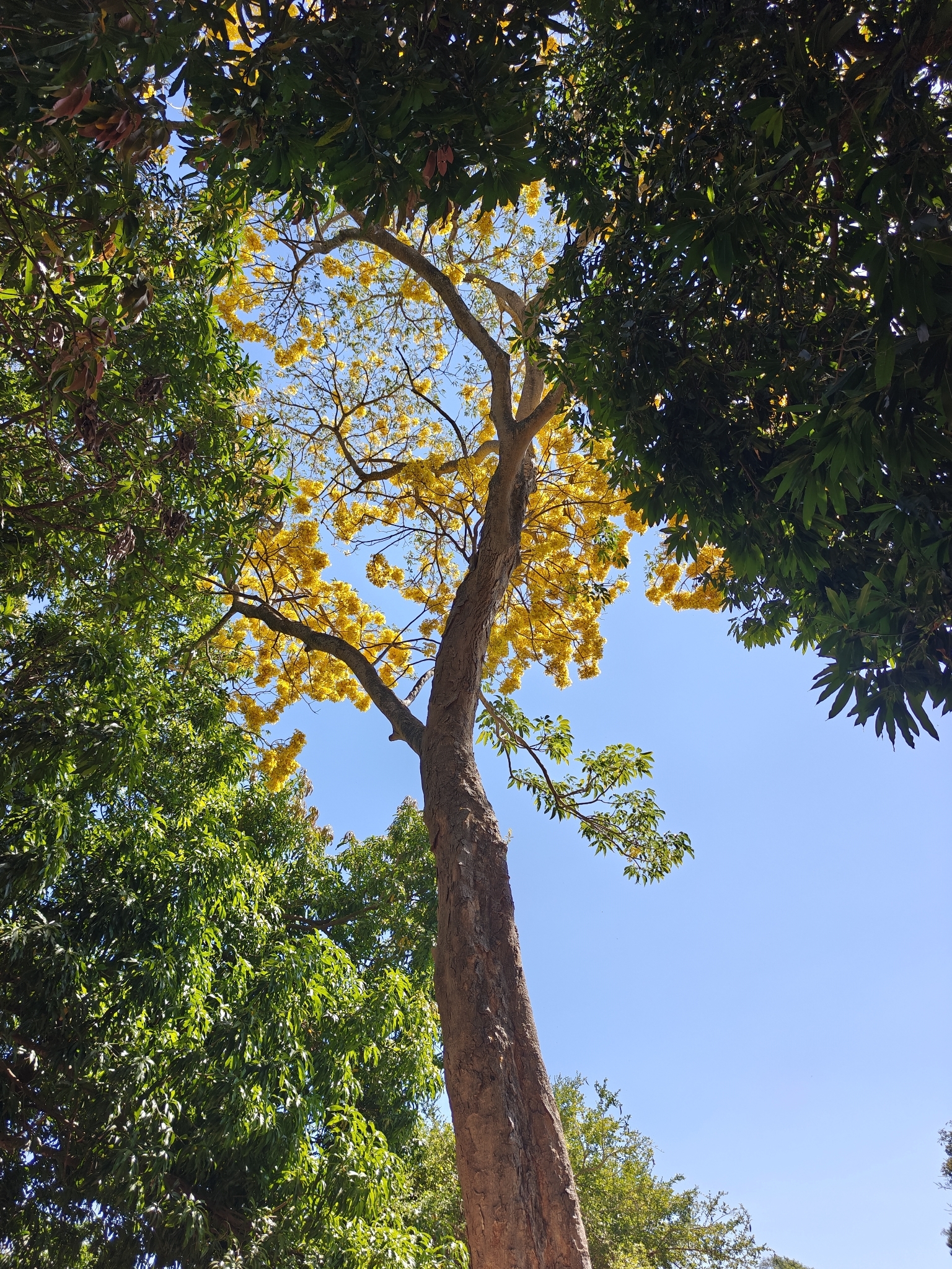 Imagem de Ipê-do-México
