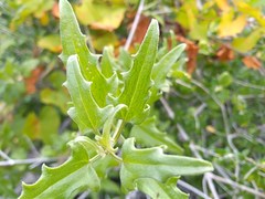 Bebbia atriplicifolia