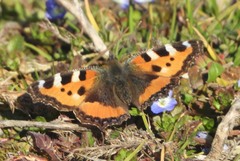 Aglais urticae