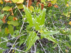 Bebbia atriplicifolia