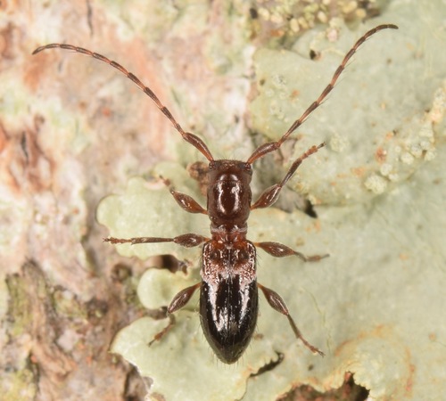 Cyrtinus pygmaeus (Haldeman, 1847)