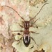 Cyrtinus pygmaeus - Photo (c) skitterbug,  זכויות יוצרים חלקיות (CC BY), הועלה על ידי skitterbug