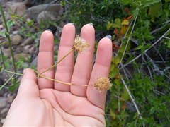Bebbia atriplicifolia