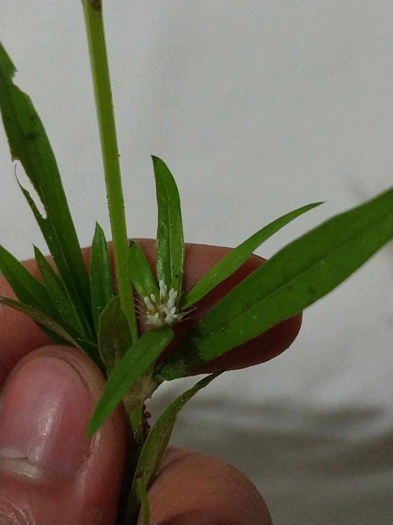 Spermacoce incognita