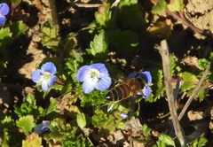 Apis mellifera
