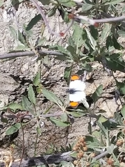 Anthocharis sara sara