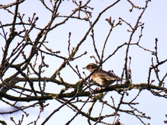 Turdus iliacus