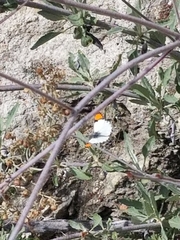 Anthocharis sara sara