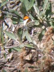 Anthocharis sara sara