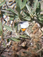 Anthocharis sara sara