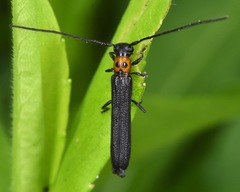 Oberea perspicillata