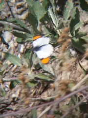 Anthocharis sara sara