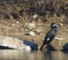 Phalacrocorax carbo