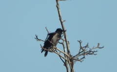 Corvus cornix