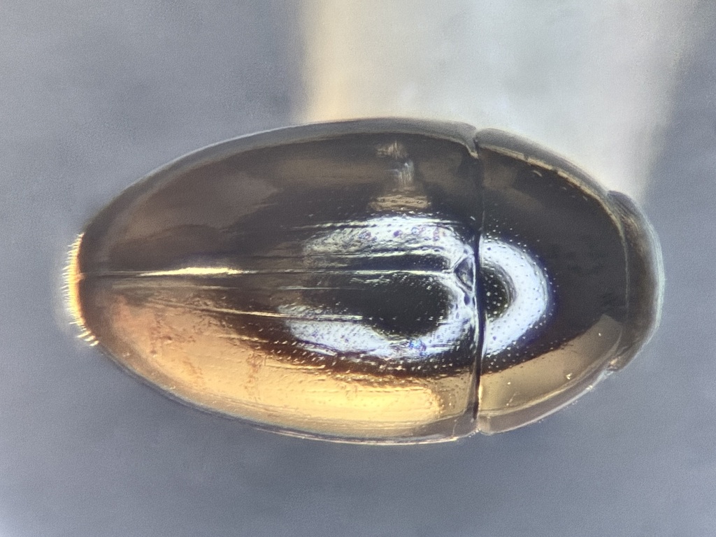 Olibrus affinis