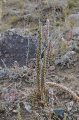 Orostachys thyrsiflora