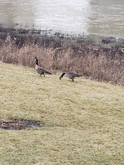 Branta canadensis
