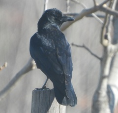 Corvus corone